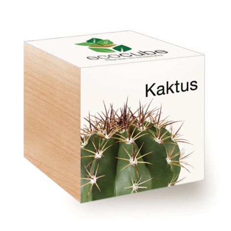 Hauptbild: Ecocube Kaktus