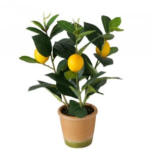 Topfpflanze Zitrone