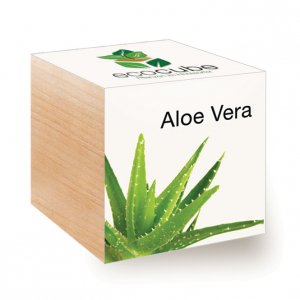 Ecocube Aloe Vera