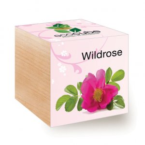 Ecocube Wildrose